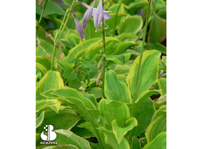 Hosta   'Golden Tiara'